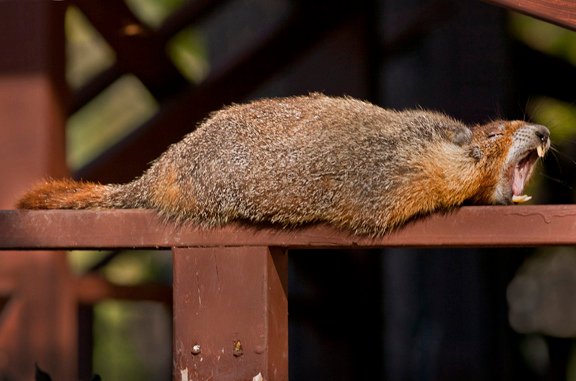 Lazy_marmot_(8639932565).jpg