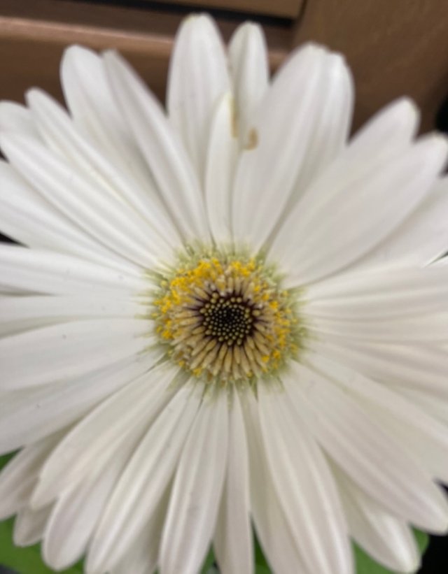 IMG_5011.jpeg