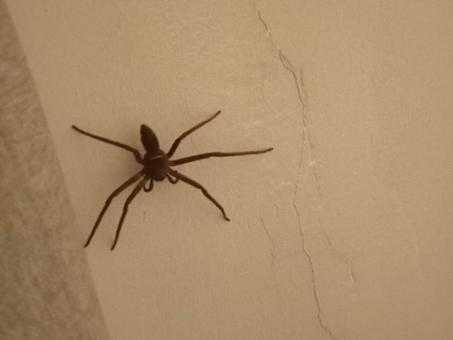 spider4.JPG