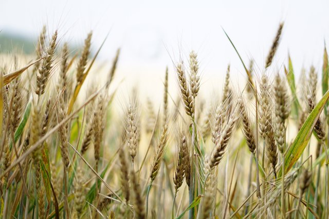 wheat-1556698.jpg