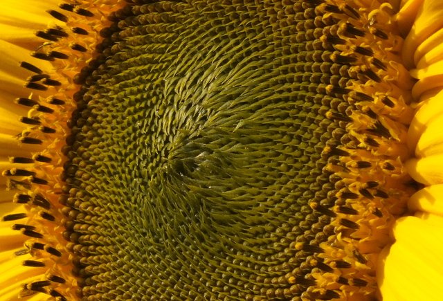 CT0290-Sunflower.jpg