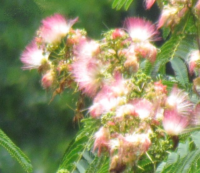Mimosa profile crop.jpg