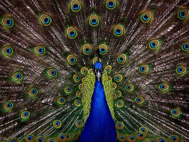 peacock-1868_960_720.jpg
