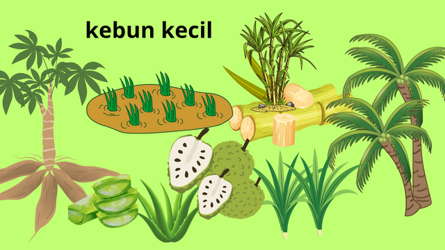 kebun kecil_20250128_173155_0000.png