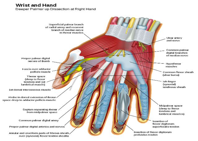 Wrist_and_hand_deeper_palmar_dissection-en.svg1.png