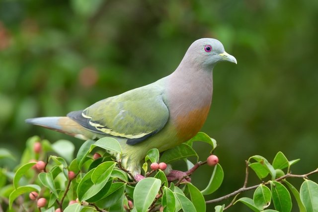 Treron_vernans_male_-_Kent_Ridge_Park.jpg