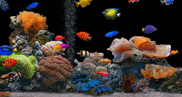 Radient-Fish-World3 (2).png