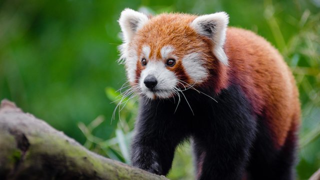 red panda.jfif