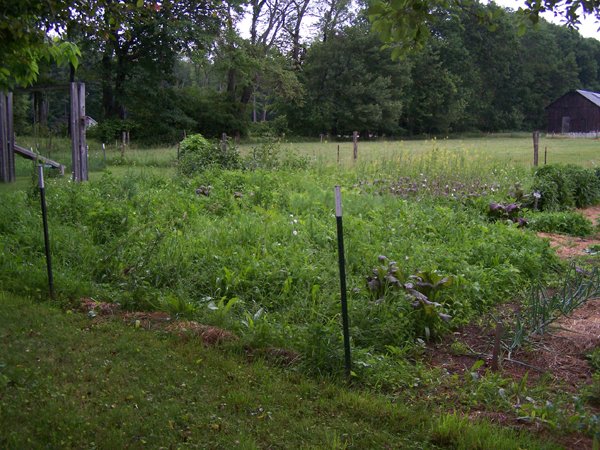 Big garden - mess to clear crop June 2019.jpg