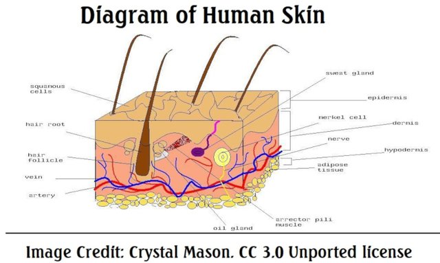 Skin2 Diagram of human skin Crystal Mason 3.0.jpg
