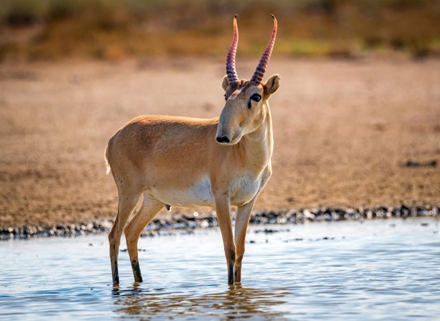 Saiga-tatarica-in-the-wild.jpg