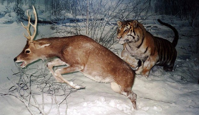 800px-Tiger_chasing_a_deer_cropped.jpg