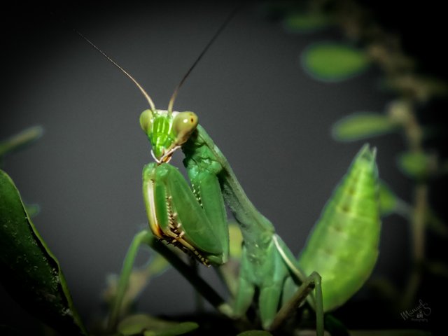 Mantis macro-10.jpg