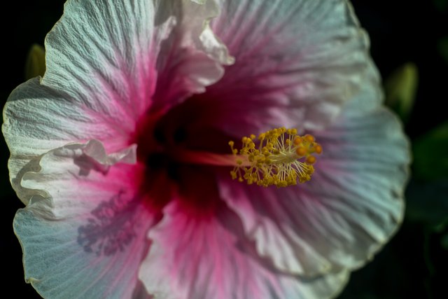 09-06-2018-hibiscus-bokeh-05931.jpg