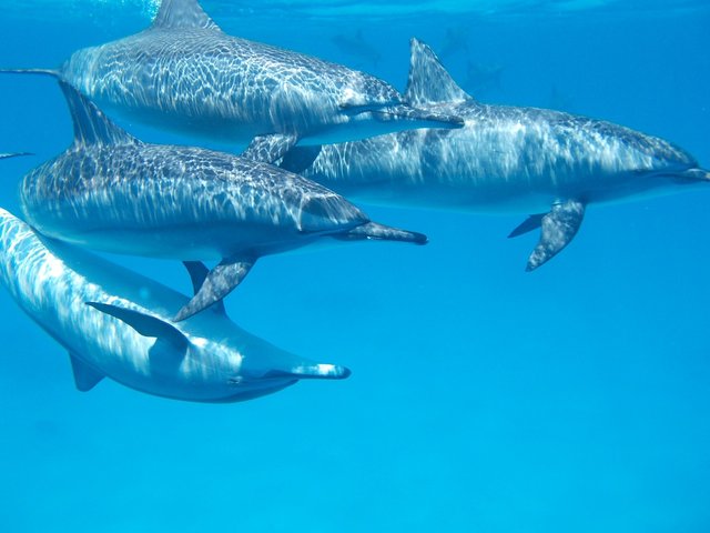 dolphin-806359_1280.jpg