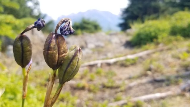 battery point seed pods.jpg