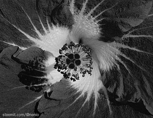 hibiscus-bw-02.jpg