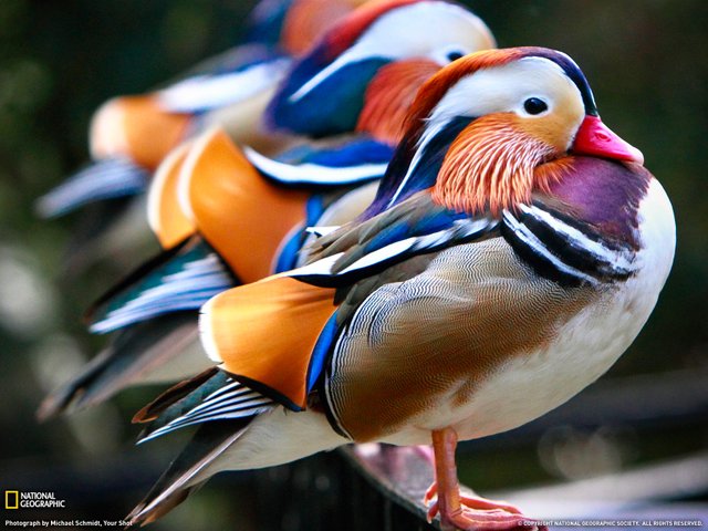 mandarin-ducks-national-zoo-1600-40735-w.jpg