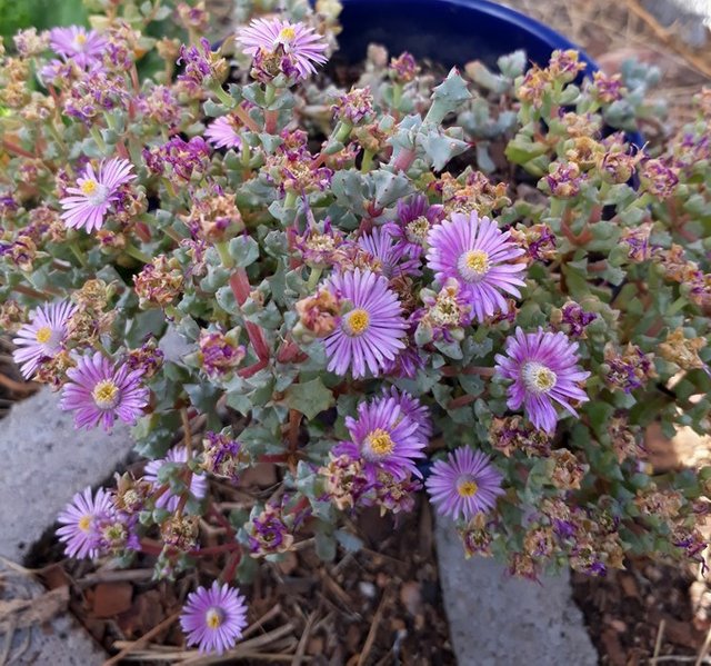 lampranthus deltoides.jpg