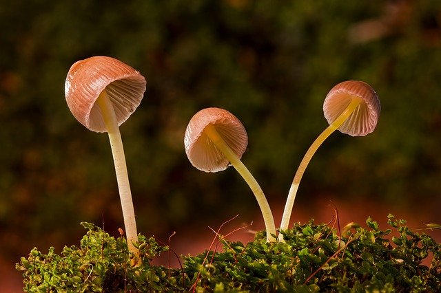 mushroom-2949539_640.jpg