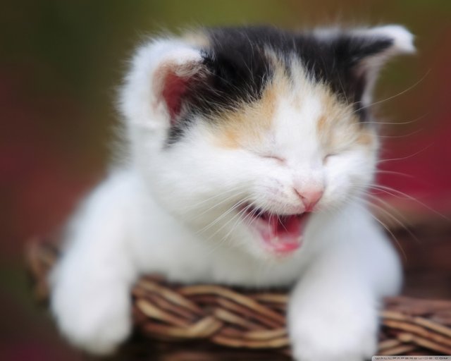 cute_crying_kitty-wallpaper-1280x1024.jpg