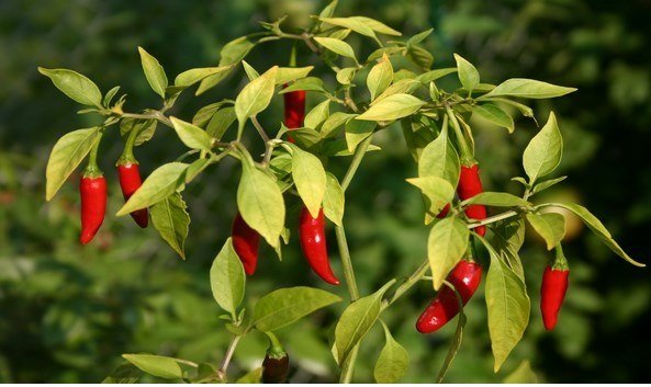 capsicum-cayenne-cantaloupe.jpg