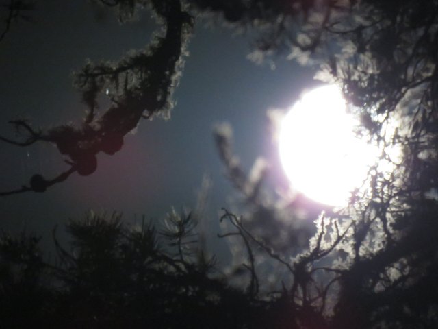 pink tinge around full moon behind pine branches.JPG