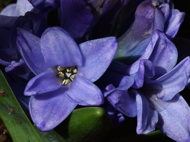 hyacinth blue flower 2.jpg