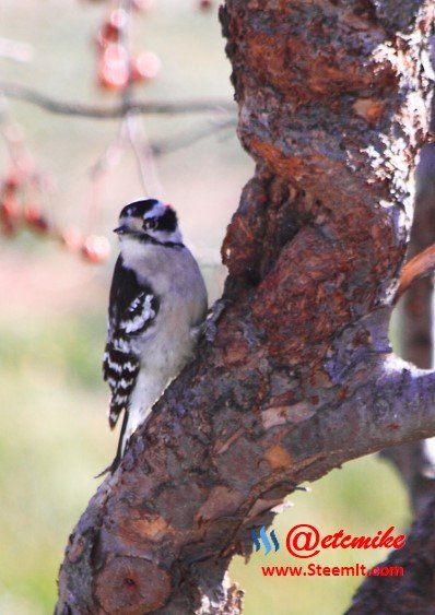 Downy Woodpecker PFW047.jpg