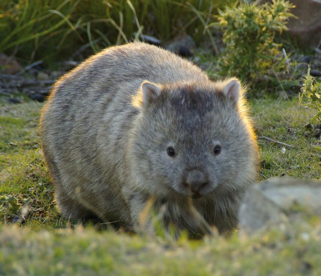 wombat.jpg