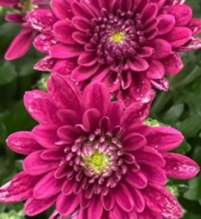 IMG_5158.jpeg