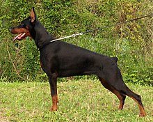 Dobermanwiki2.jpg