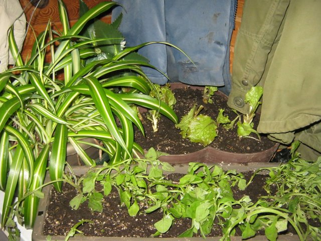 plant bought in at night frost prevention.JPG
