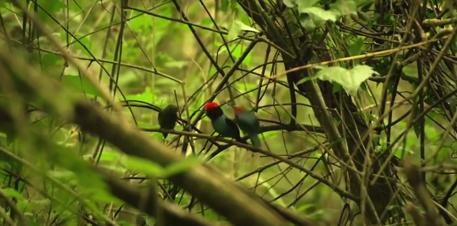 13.-Iguazú-Bailarin-Azul-11.png