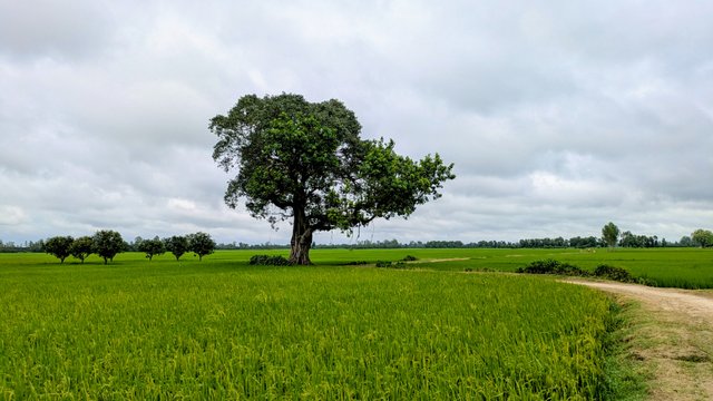 1296.jpg