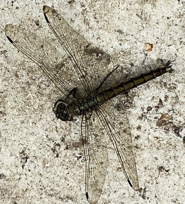 IMG8423.JPG