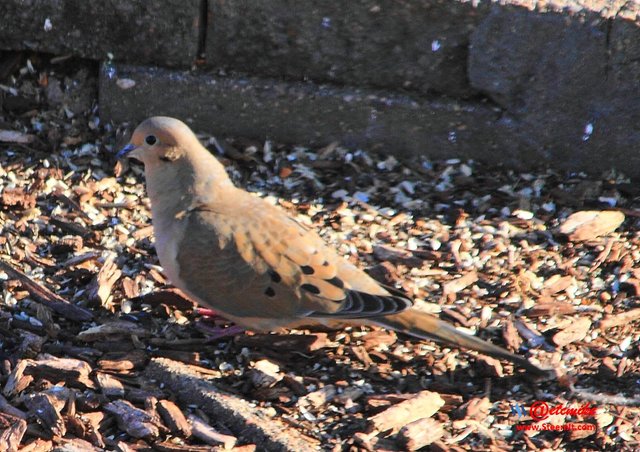 Mourning Dove PFW0157.JPG