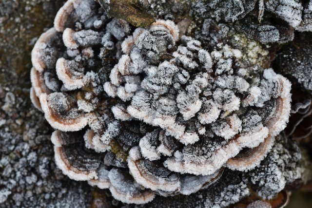 mushroom frozen turkey tail 1.jpg