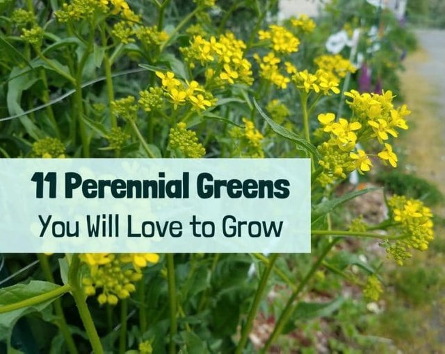 featured-image-perennial-greens-731x582.jpg