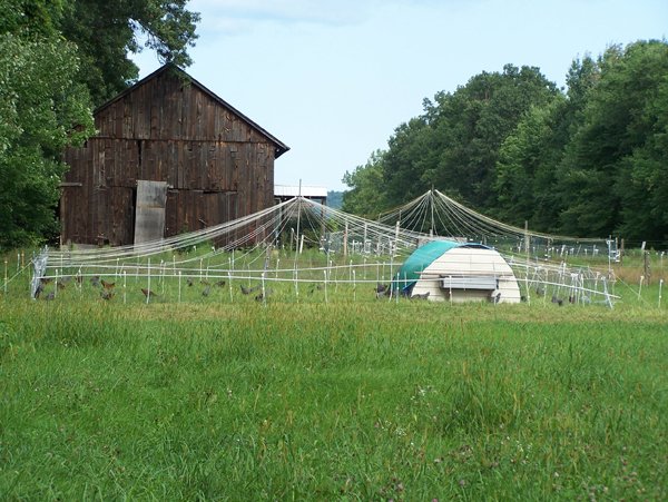 Broilers - pasture pen1 crop Aug. 2018.jpg