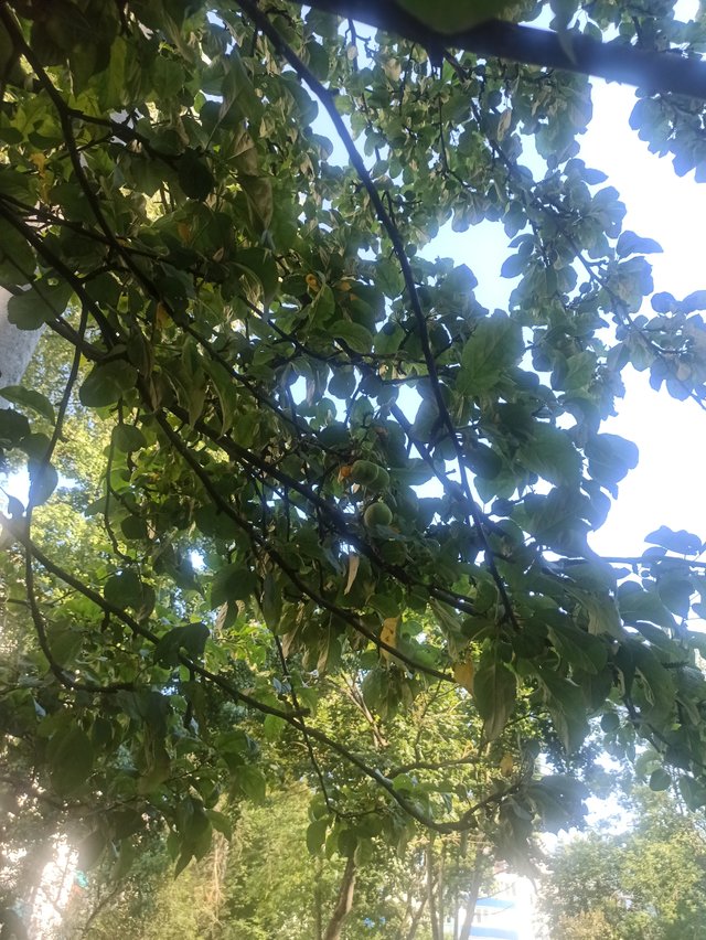 IMG_20250708_180742.jpg