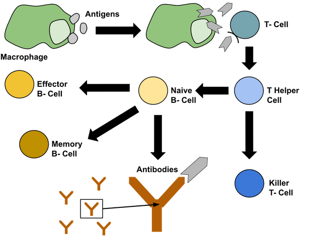 1024px-Immune_Response.svg.png