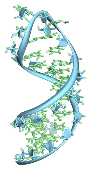 Pre-mRNA-1ysv-tubes.png