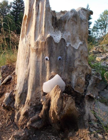 I met in the woods - salt stump by @bucipuci