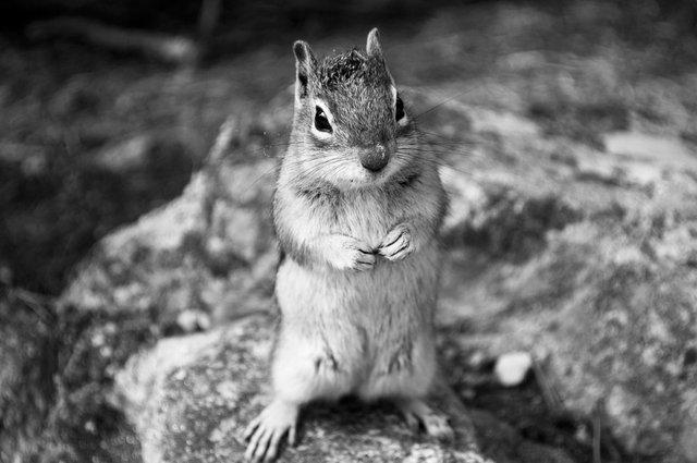 groundsquirrel1bw.jpg