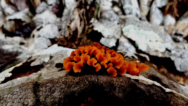 IMG_20250504_122730.jpg