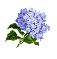 flower-1775377_640.png