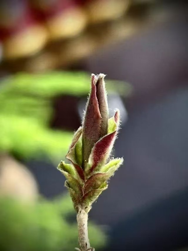 WechatIMG11205.jpg
