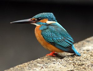 kingfisher_rn.jpg