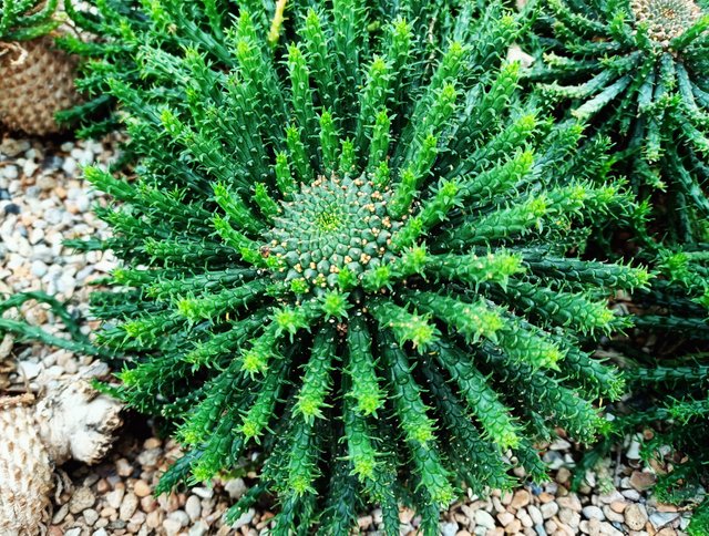 Euphorbia flanaganii 1.jpg